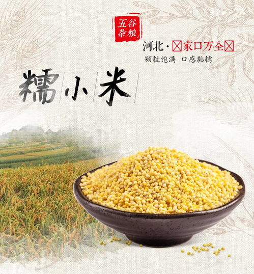 大自然的饋贈(zèng) 營(yíng)養(yǎng)從“小米”開始